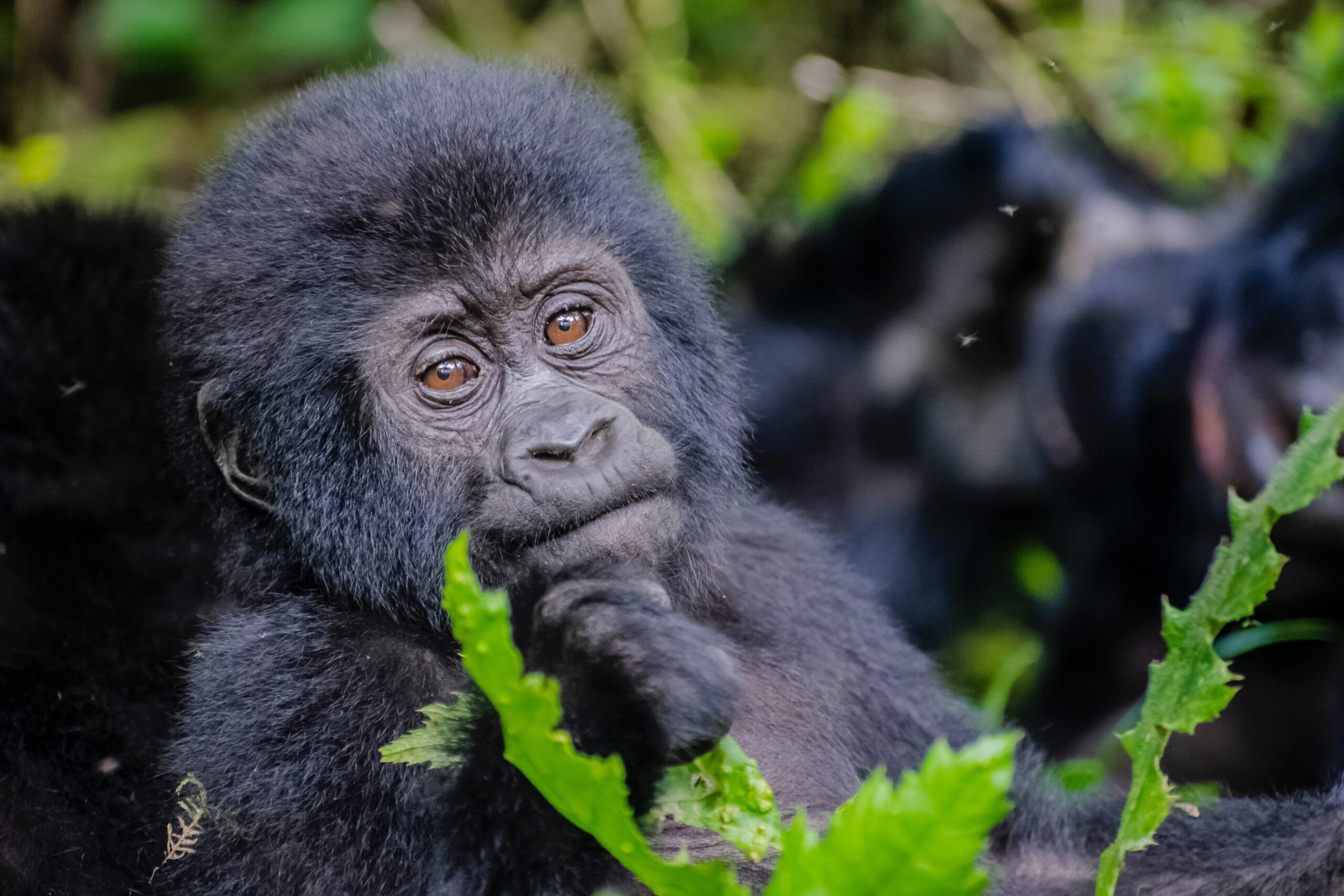 Gorilla Trekking In uganda