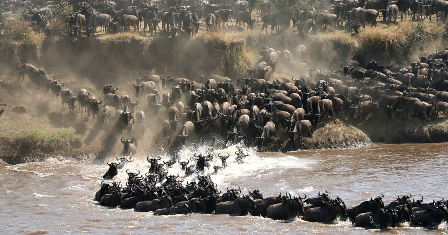 Wildebeest-great-migration